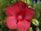 A large bright red hibiscus flower bloomed in the garden on a Sunny summer day. Growing ornamental plants as a hobby.