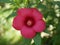 A large bright red hibiscus flower bloomed in the garden on a Sunny summer day. Growing ornamental plants as a hobby.