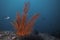 Large bright red orange Palmate sea fan