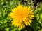 A large bright yellow dandelion collects pollen, Close-up image. Delicate floral background. Soft focus.