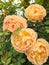 Large bright yellowish orange roses