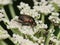 Large brilliant bug on white flowers