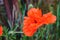 Large brilliant red poppy flower in the garden