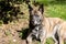 large brindle dog smiling in sunny patch on lawn