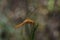 Large Broad Scarlet Dragonfly Crocothemis erythraea On Horsetail Grass