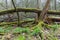 Large broken tree lying in spring forest