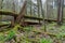 Large broken tree lying in spring forest