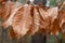 Large Bronze Autumn Leaves on a Tree Branch