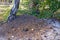 A large brown anthill on the sand under a birch in the forest