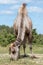 Large brown bactrian camel grazing in a field in sunshine