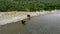 large brown bear hunting for Sockeye river salmon-001