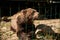 Large brown bear in natural habitat .Rehabilitation center for endangered bears in mountains in Ukraine. Help the victims of