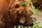 Large brown bear rests sleeps the peaceful dream of a large beautiful beast on green foliage. Close-up portrait