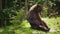 A large brown bear sits on the back and scratches its side with its paw. Funny wild animals