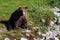 Large brown bear sitting on the bank of the Brooks River with his tongue out, Katmai National Park, Alaska