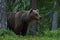 Large Brown bear sniffing