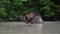 Large brown bear swims in a wild forest river