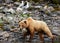 A large Brown Bear Ursus arctos on the shore of Redoubt Lake in the Alaskan wilderness.
