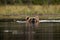 Large Brown bear, Ursus arctos swimming in a bog lake in Northern Finland.