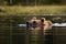 Large Brown bear, Ursus arctos swimming in a bog lake in Northern Finland.