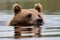 Large Brown bear, Ursus arctos swimming in a bog lake in Northern Finland.