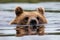 Large Brown bear, Ursus arctos swimming in a bog lake in Northern Finland.