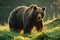 Large brown bear walking across grassy meadow, bears and arctic wildlife concept