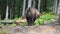 Large brown bear in a wild forest