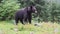 Large brown bear in a wild forest