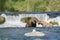 Large brown bears at Brooks Falls