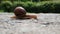 A large brown beautiful grape snail crosses an asphalt road. Slow motion of a snail. Time flow. Defocus. Greenery in the