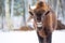 Large brown bison Wisent portrait near winter forest with snow. Herd Of European Aurochs Bison, Bison Bonasus. Nature habitat