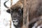 Large brown bison Wisent portrait in winter forest with snow. Herd Of European Aurochs Bison, Bison Bonasus. Nature habitat