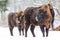 Large brown bisons Wisent family near winter forest with snow. Herd Of European Aurochs Bison, Bison Bonasus. Nature habitat. Sele