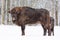 Large brown bisons Wisent family near winter forest with snow. Little bison is hiding behind her mother. Herd Of European Aurochs