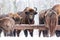 Large brown bisons Wisent group feeding near winter forest with snow. Herd Of European Aurochs Bison, Bison Bonasus. Nature habita