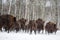 Large brown bisons Wisent running in winter forest with snow. Herd Of European Aurochs Bison, Bison Bonasus. Nature habitat. Selec