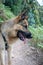 a large brown and black dog walking down a trail next to trees