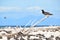 Large Brown Booby bird resting on a dead tree branch at Michaelmas Cay, Great Barrier Reef