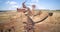 Large brown bucket wheel excavator scoops ground at quarry