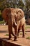 A large brown bull African savannah elephant