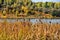 Large Brown Cattails