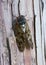Large brown cicada