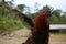 A large brown colored rooster stretching his black wings