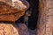 A large brown Cougar in Tucson, Arizona