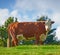 A large brown cow grazing on a field or farm in the rural countryside with blue sky copy space. Bovine bull livestock on