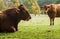 Large brown cow resting in meadow