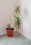 A large brown flower pot with a tropical dracaena flower stands in the corner of a living room or office space, vertical