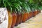 Large brown glazed stoneware pots with green leafy foliage in southern Vietnam