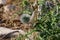 Large brown grasshopper on thistle, macro photo